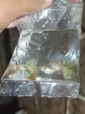 গোল্ডেন কোবরা গাপ্পি।