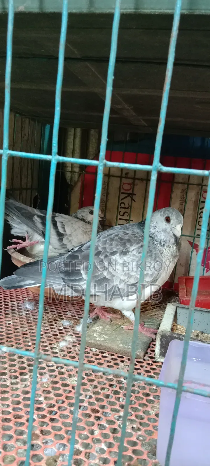 গ্রিজেল এক পিস মাদি দরকার কারো কাছে থাকলে এসএমএস বা কল দিবেন