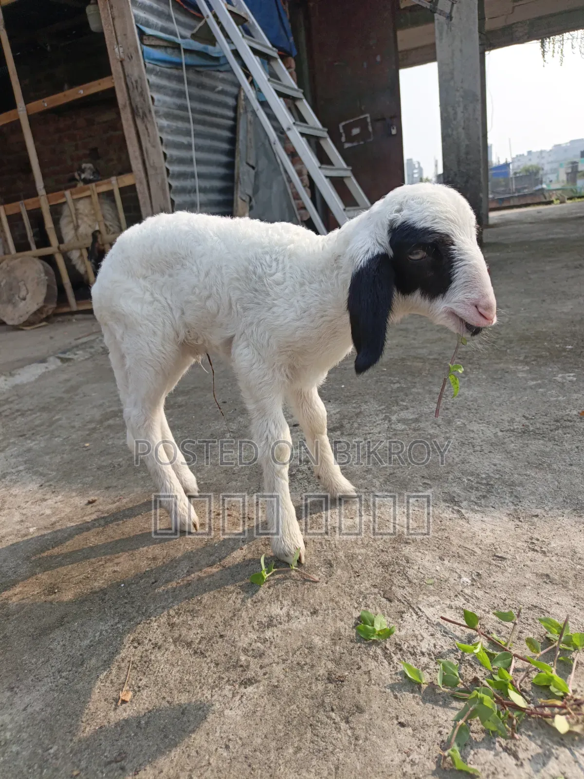 অরিজিনাল গারোল Baby Patha