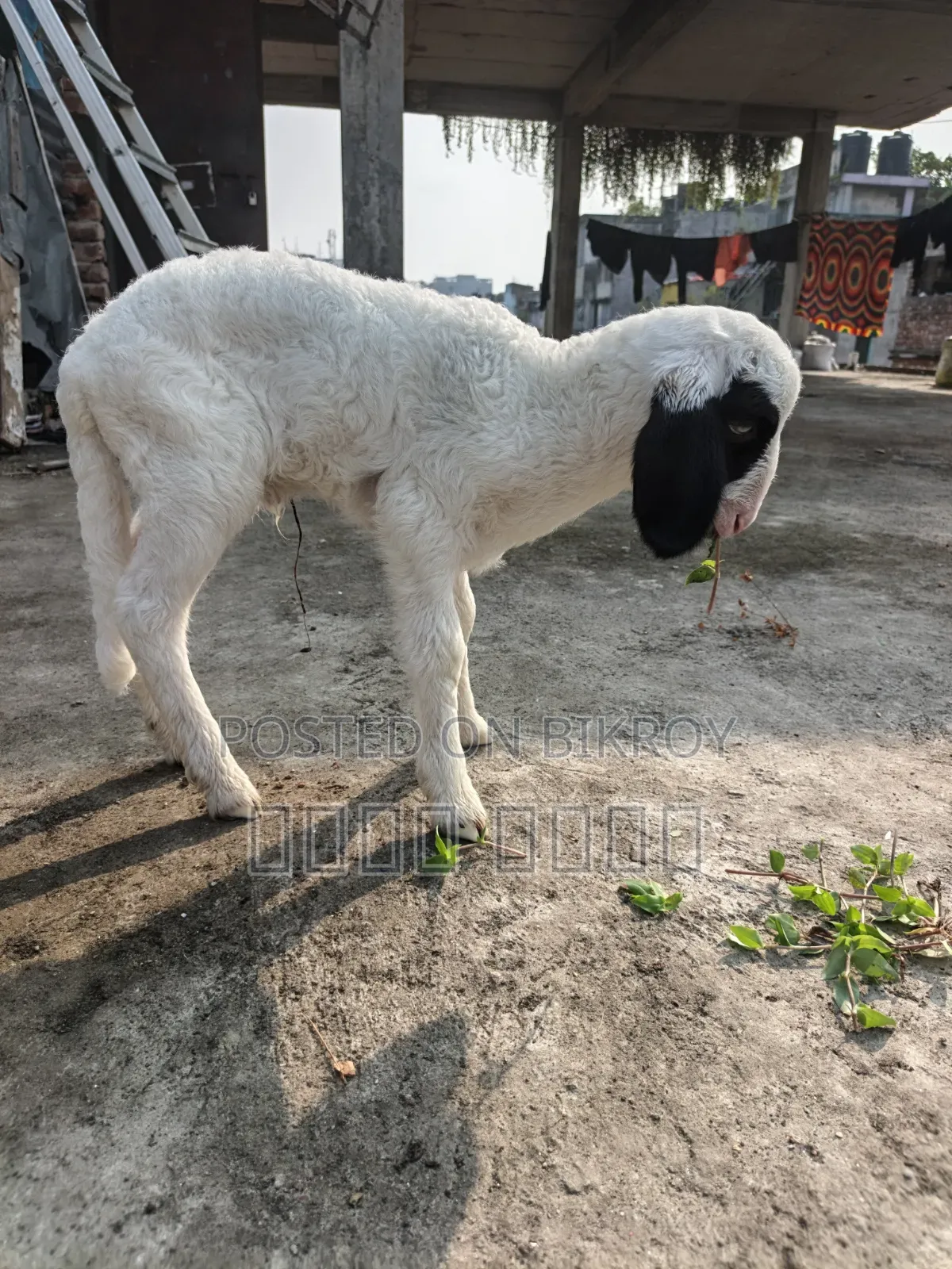 অরিজিনাল গারোল Baby Patha