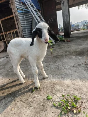 অরিজিনাল গারোল Baby Patha