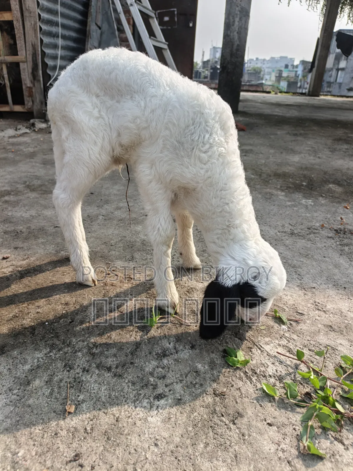 অরিজিনাল গারোল Baby Patha