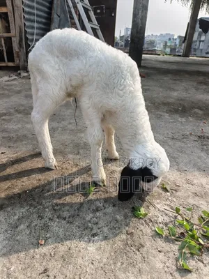 অরিজিনাল গারোল Baby Patha