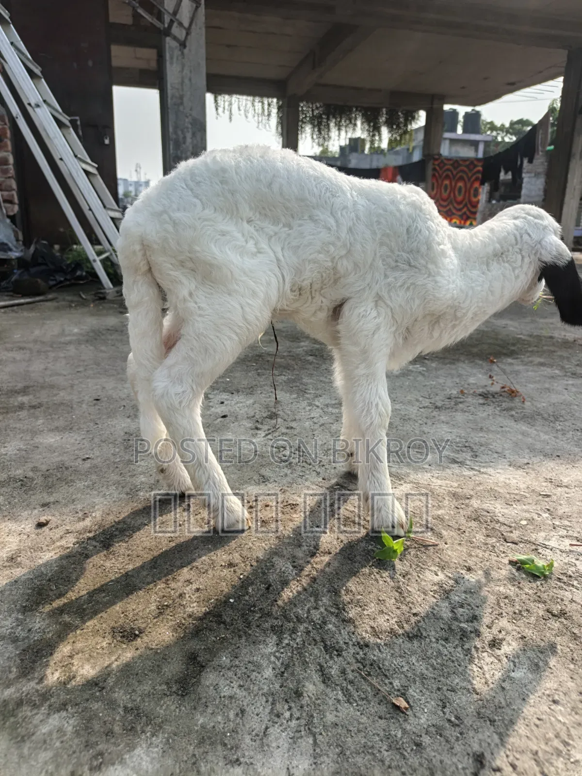 অরিজিনাল গারোল Baby Patha