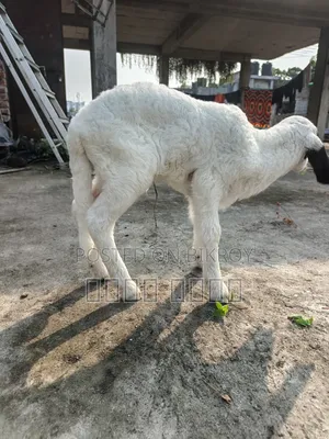 অরিজিনাল গারোল Baby Patha