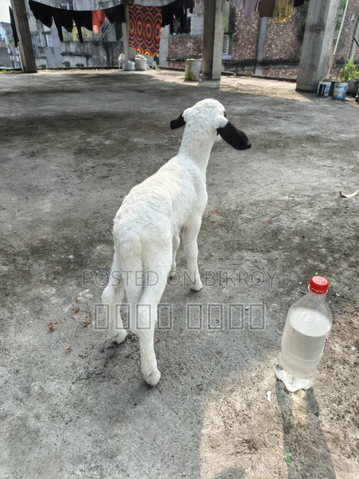 অরিজিনাল গারোল Baby Patha