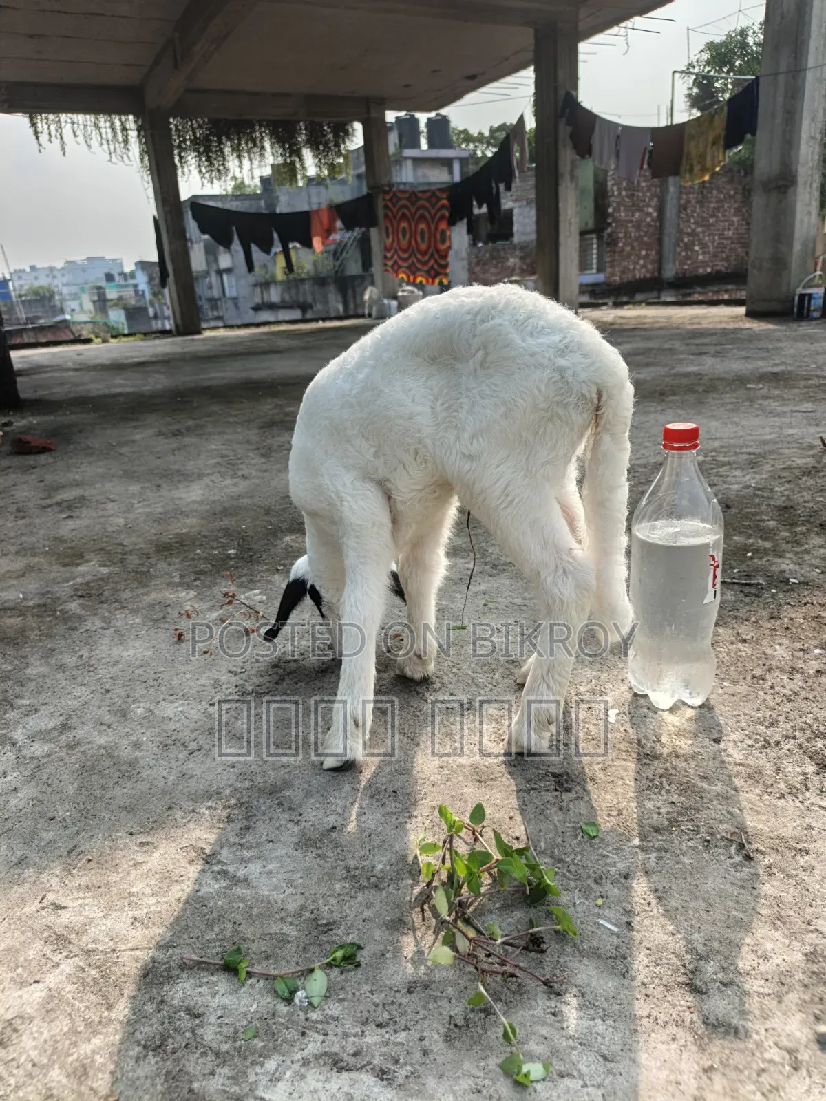 অরিজিনাল গারোল Baby Patha