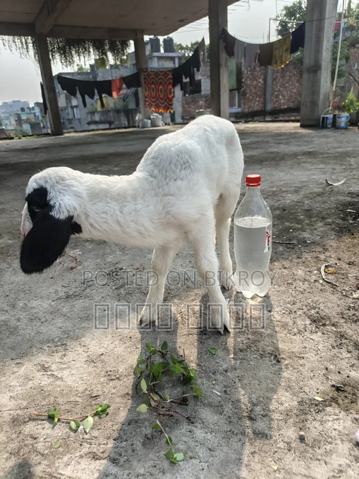 অরিজিনাল গারোল Baby Patha