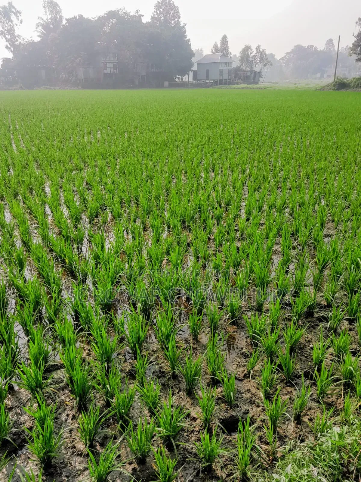 শ্রীনগরের কয়কীর্ত্তনে জমি বিক্রয় হবে