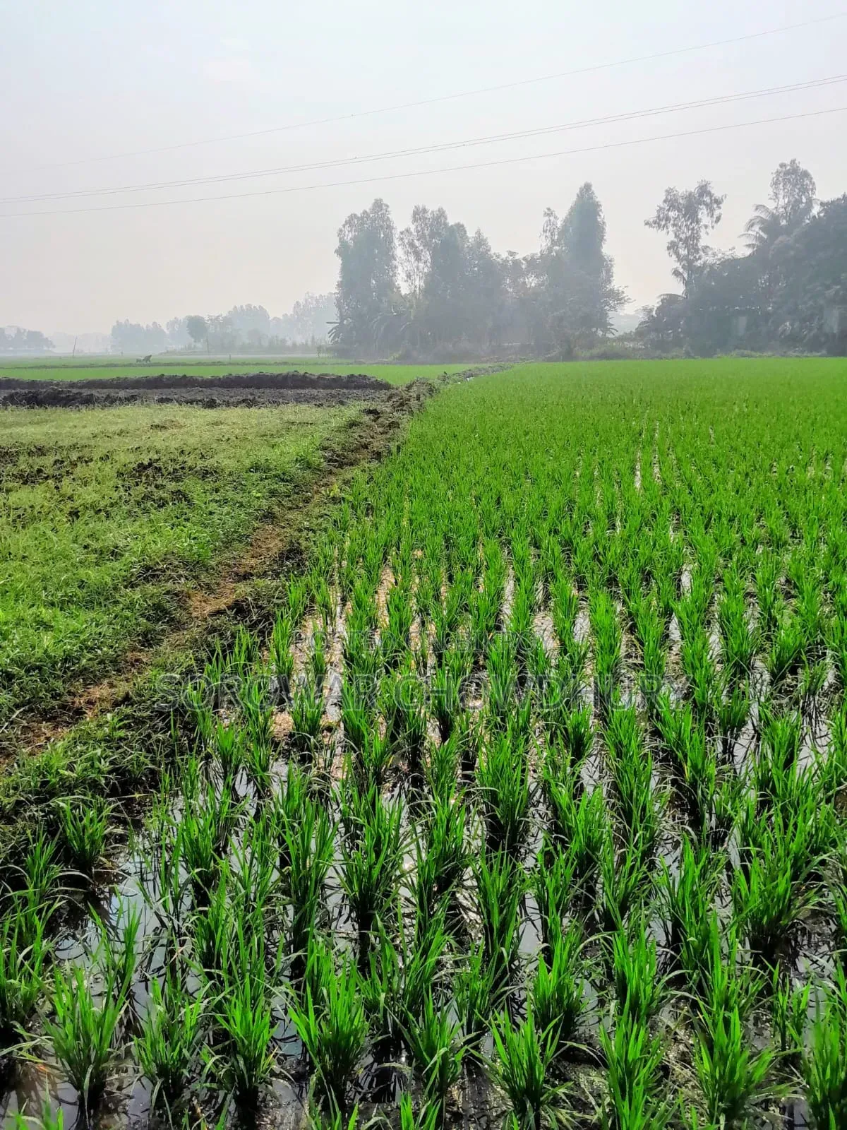 শ্রীনগরের কয়কীর্ত্তনে জমি বিক্রয় হবে