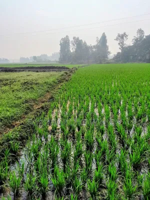 শ্রীনগরের কয়কীর্ত্তনে জমি বিক্রয় হবে