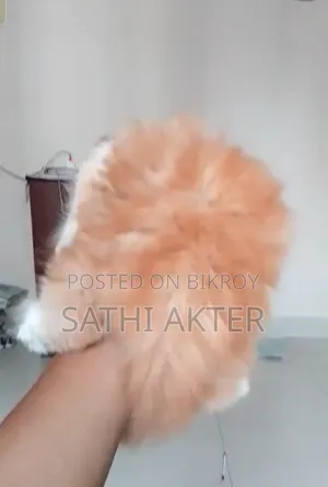 ৩-৬ মাস বয়সী পুরুষ বিশুদ্ধ জাতের পার্সিয়ান