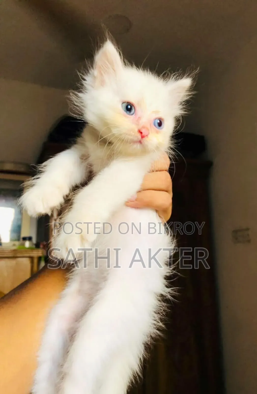 ১-৩ মাস বয়সী স্ত্রী মিশ্র জাতের পার্সিয়ান