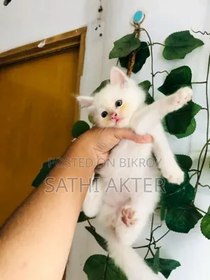 ১-৩ মাস বয়সী স্ত্রী খাঁটি পার্সিয়ান
