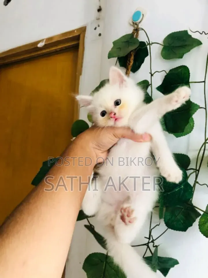 ১-৩ মাস বয়সী স্ত্রী খাঁটি পার্সিয়ান