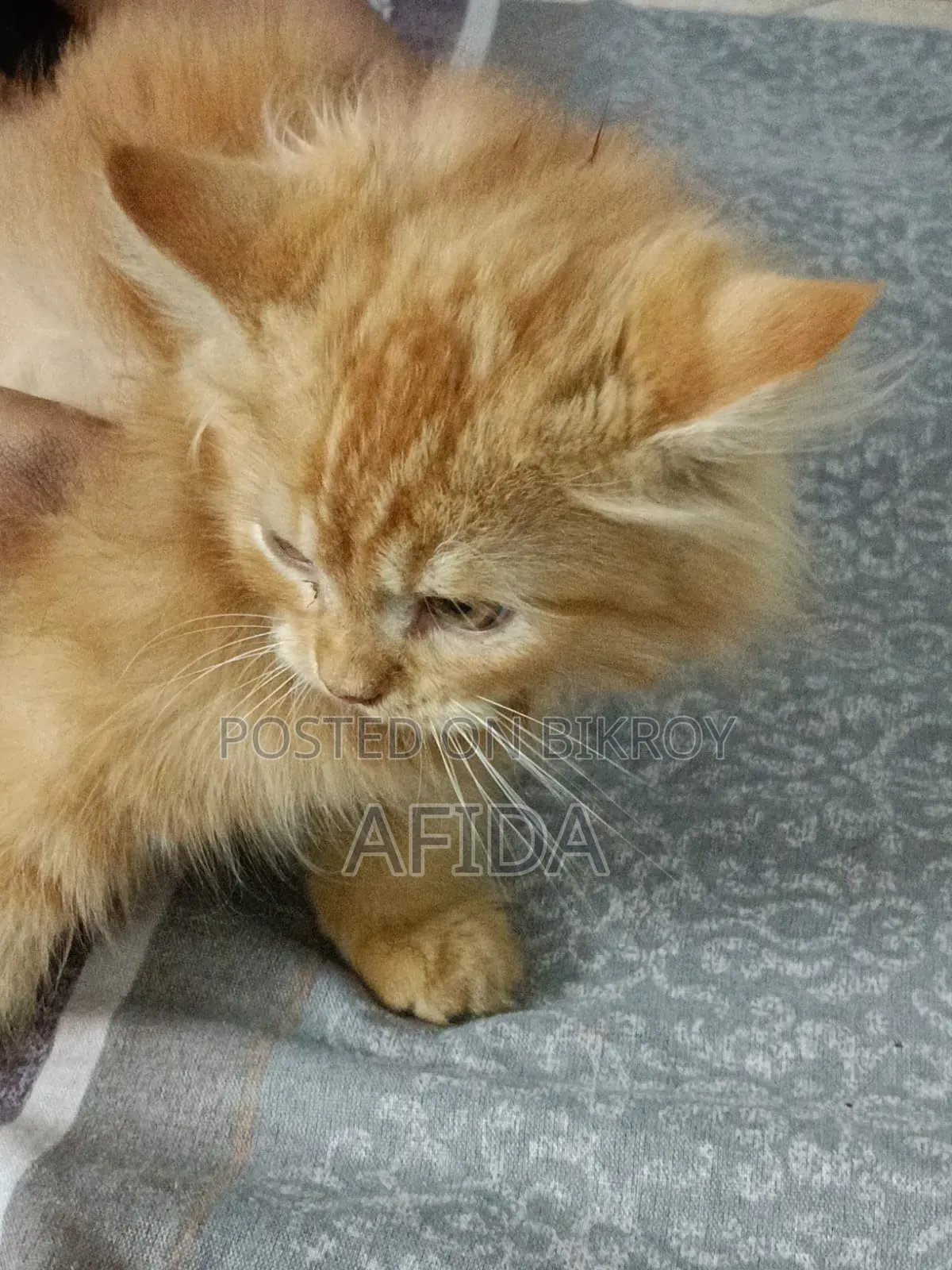 ১-৩ মাসের মাদি খাঁটি পার্সিয়ান বিড়াল