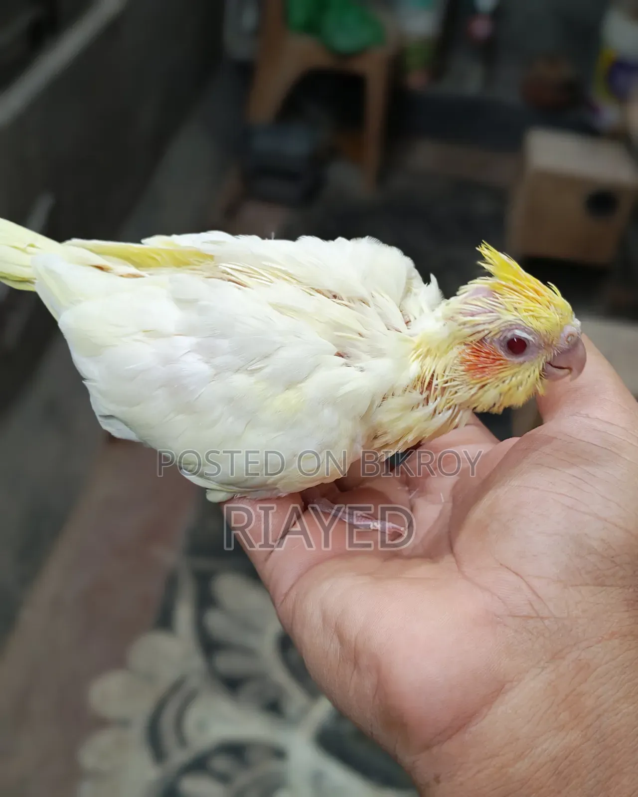টেম সাইজ লুটিনো ককাটেল