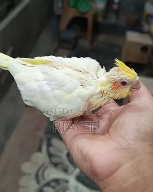 টেম সাইজ লুটিনো ককাটেল