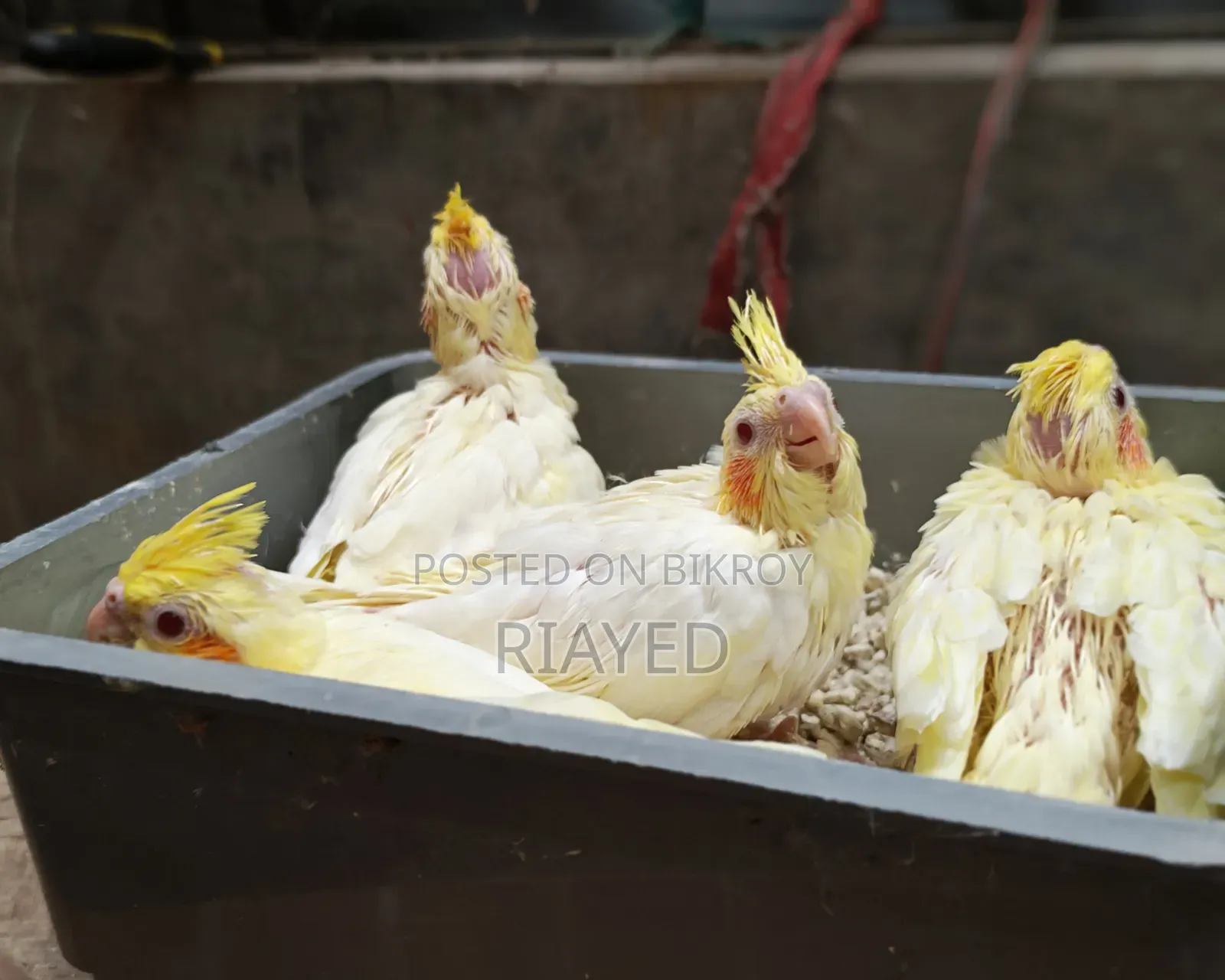 টেম সাইজ লুটিনো ককাটেল
