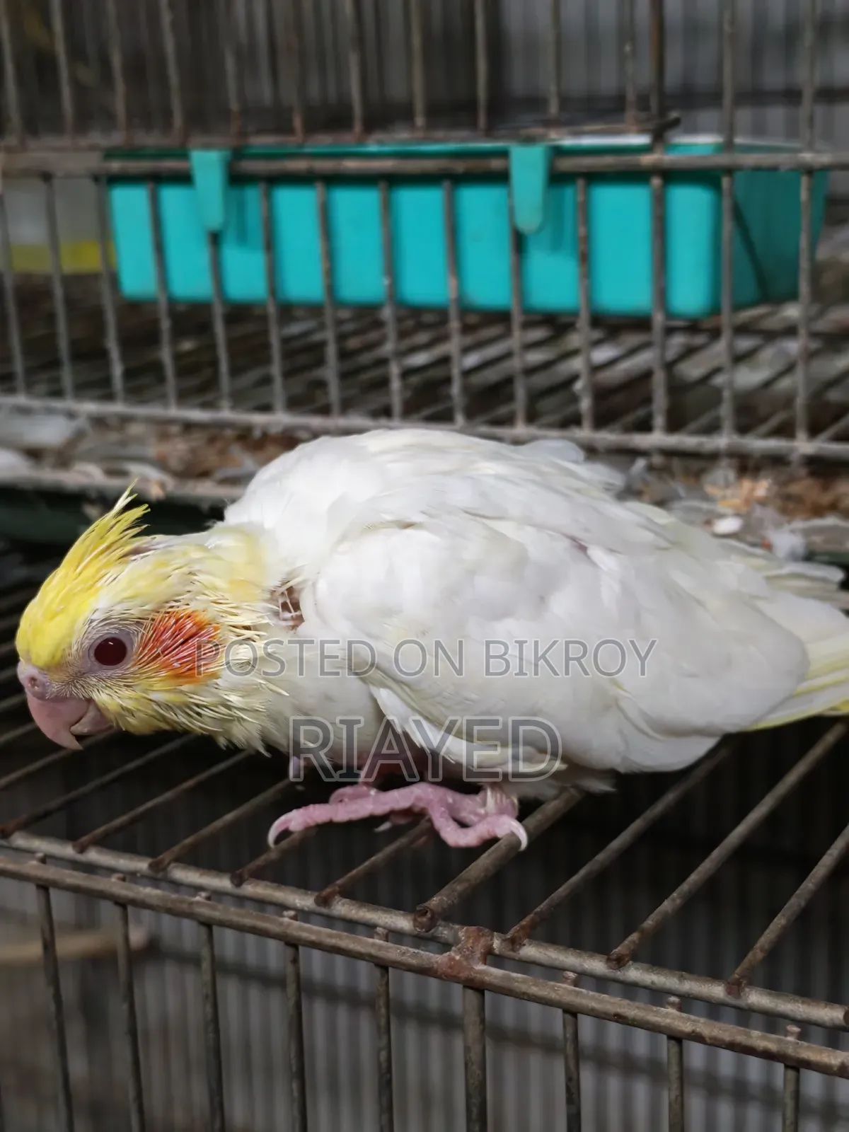 টেম সাইজ লুটিনো ককাটেল