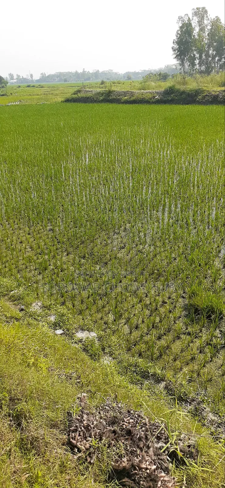 ৩০ কাঠা জমি শ্রীনগরে বিক্রি হবে