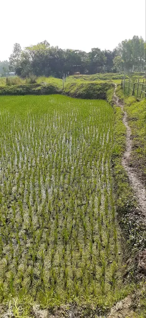 ৩০ কাঠা জমি শ্রীনগরে বিক্রি হবে