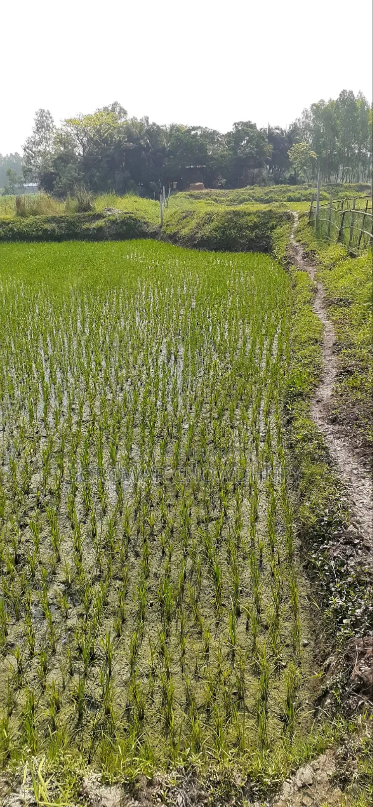৩০ কাঠা জমি শ্রীনগরে বিক্রি হবে
