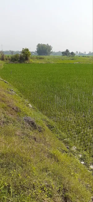 ৩০ কাঠা জমি শ্রীনগরে বিক্রি হবে