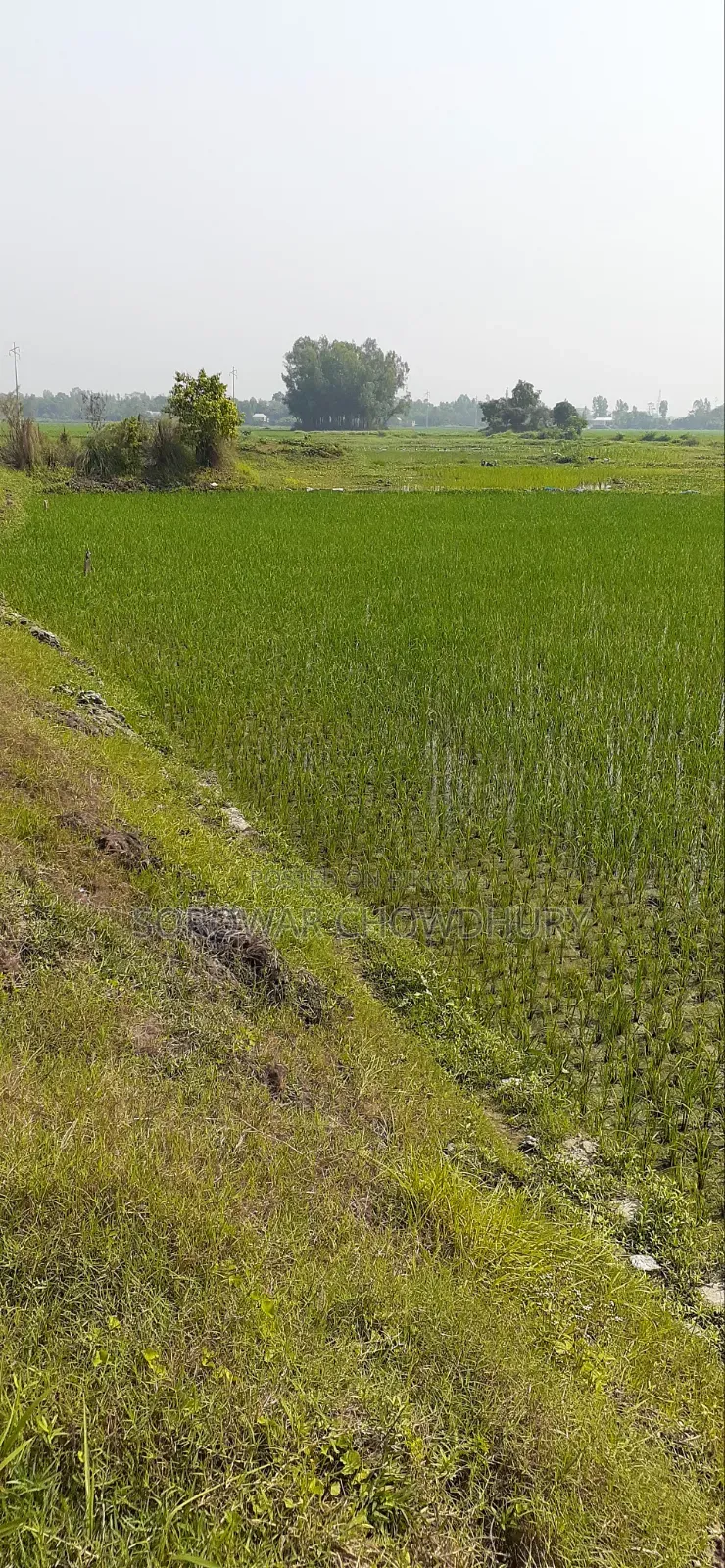 ৩০ কাঠা জমি শ্রীনগরে বিক্রি হবে