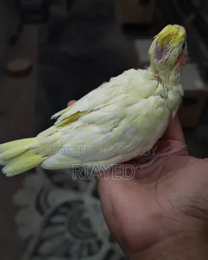 টেম সাইজ লুটিনো ককাটেল