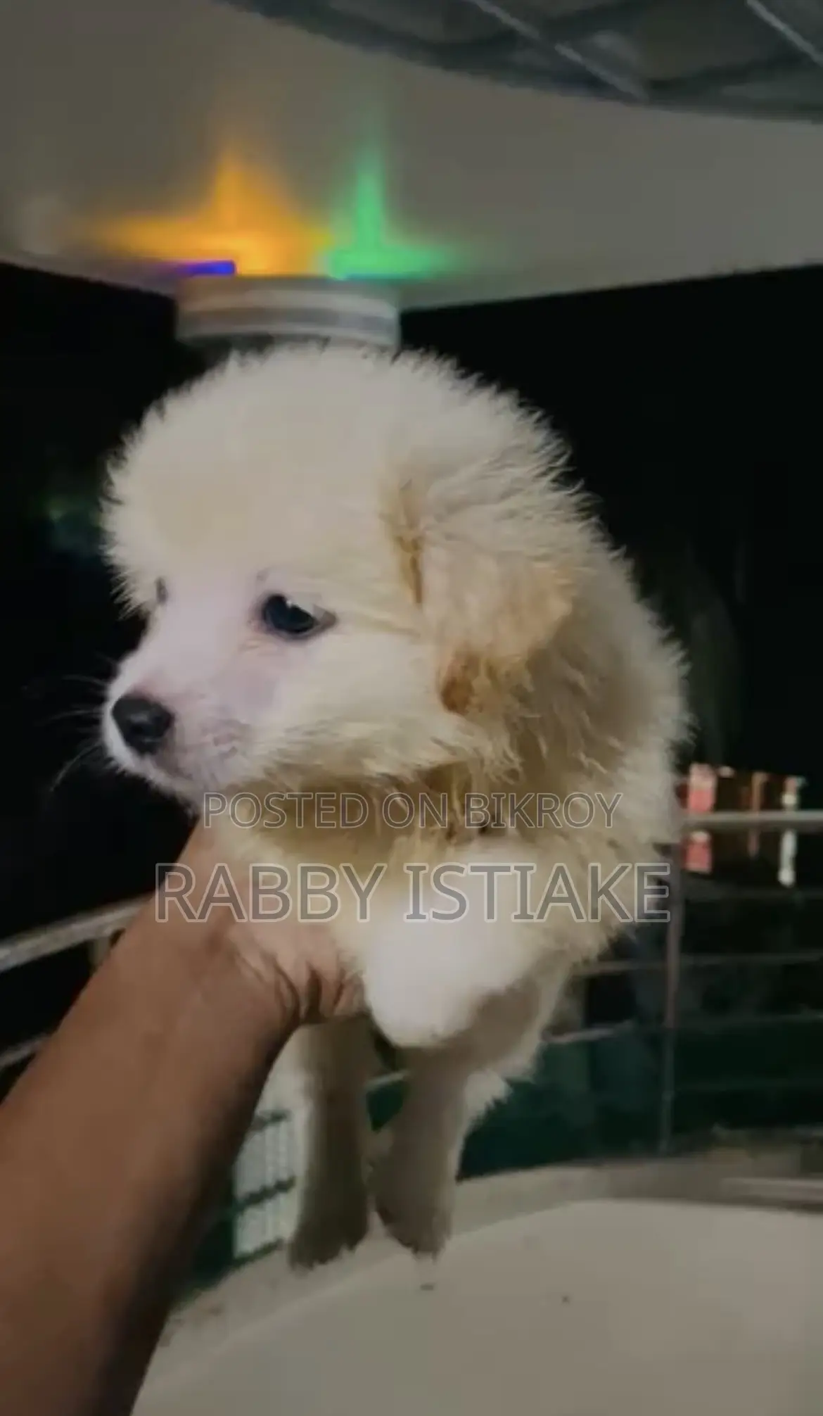 1-3 months Male Purebred Japanese Spitz