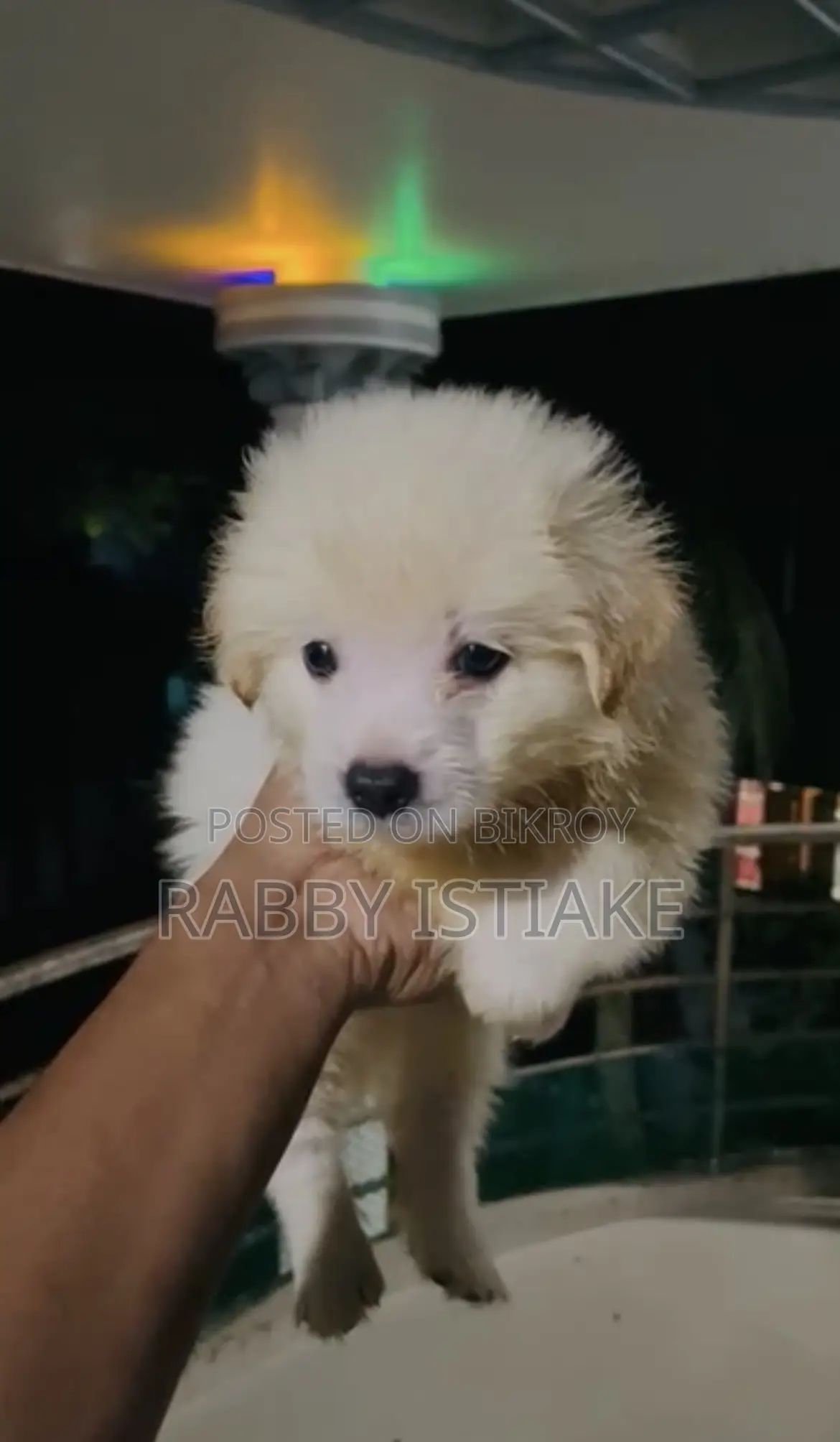 1-3 months Male Purebred Japanese Spitz
