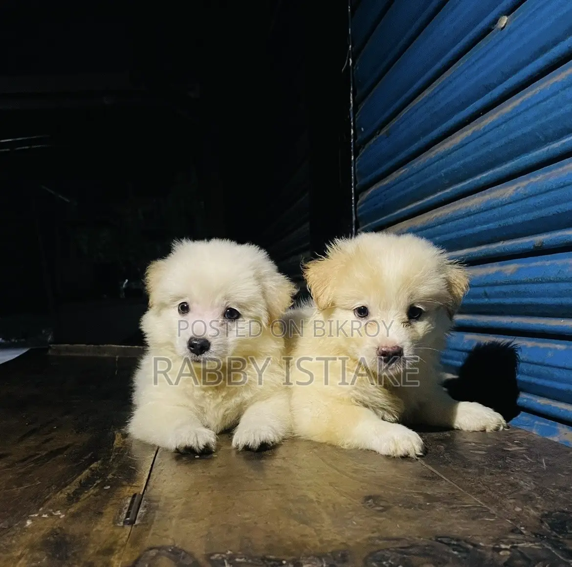 1-3 months Male Purebred Japanese Spitz