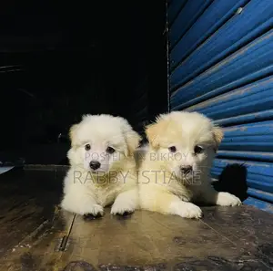 1-3 months Male Purebred Japanese Spitz