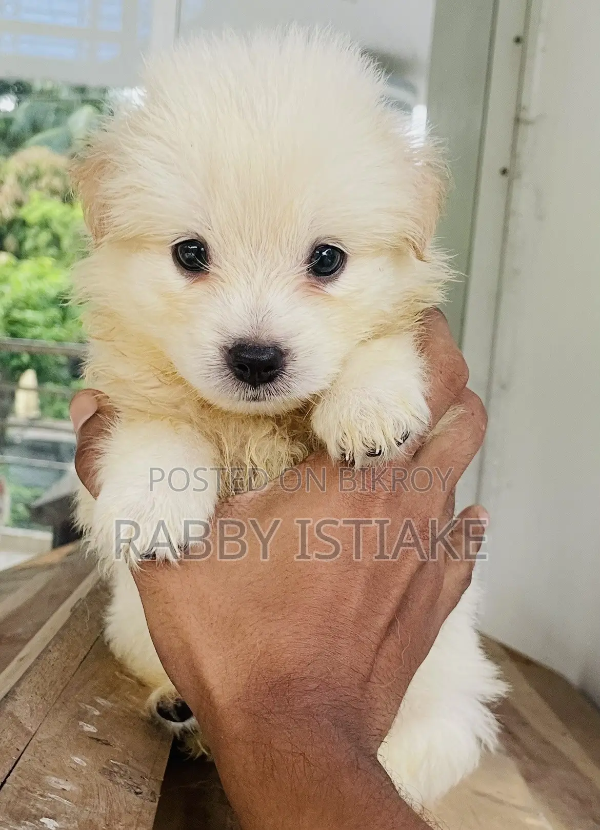 1-3 months Male Purebred Japanese Spitz