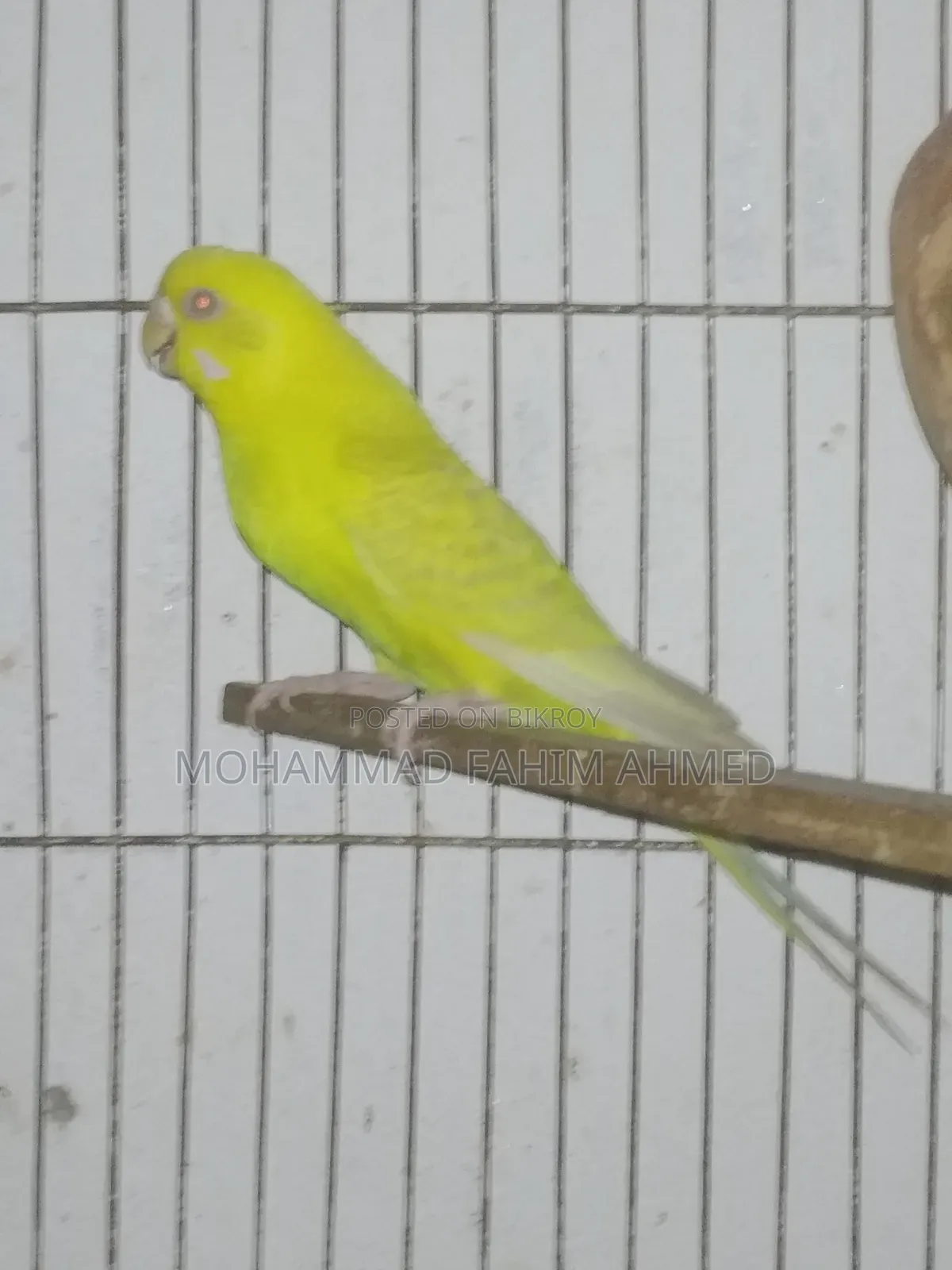 লেসউইং ফিমেল