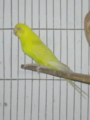 লেসউইং ফিমেল