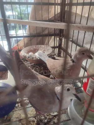 অস্ট্রেলিয়ান ঘুঘু পাখি বিক্রি হবে ( সম্পুর্ন সুস্থ)