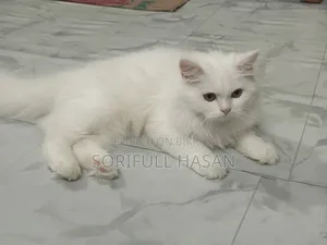 ৩-৬ মাসের পুরুষ খাঁটি পার্সিয়ান বিড়াল