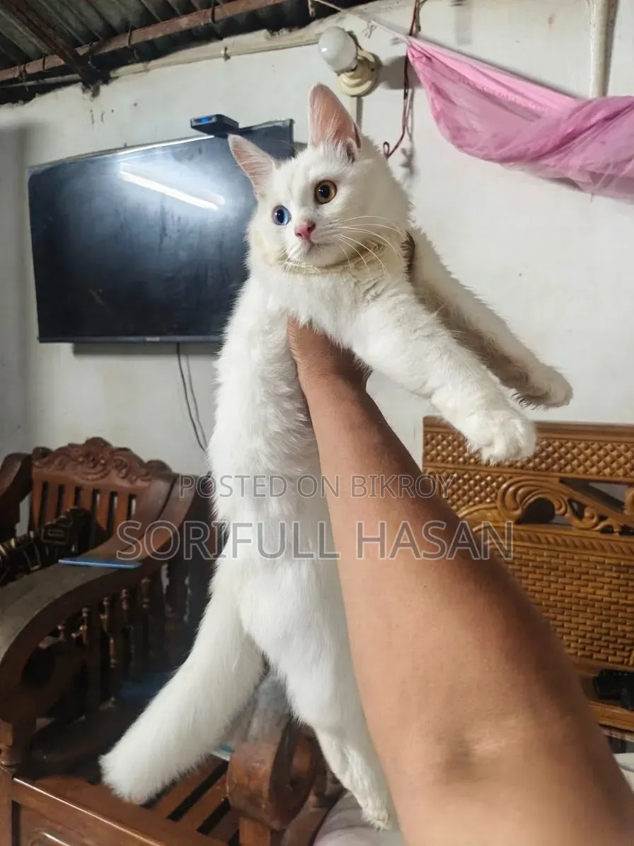 ৩-৬ মাসের পুরুষ খাঁটি পার্সিয়ান বিড়াল