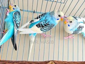 ৩টা পাইড বাজরিগার।