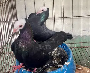 মুখ্খি কবুতর (Indian Mukhi Pigeon)