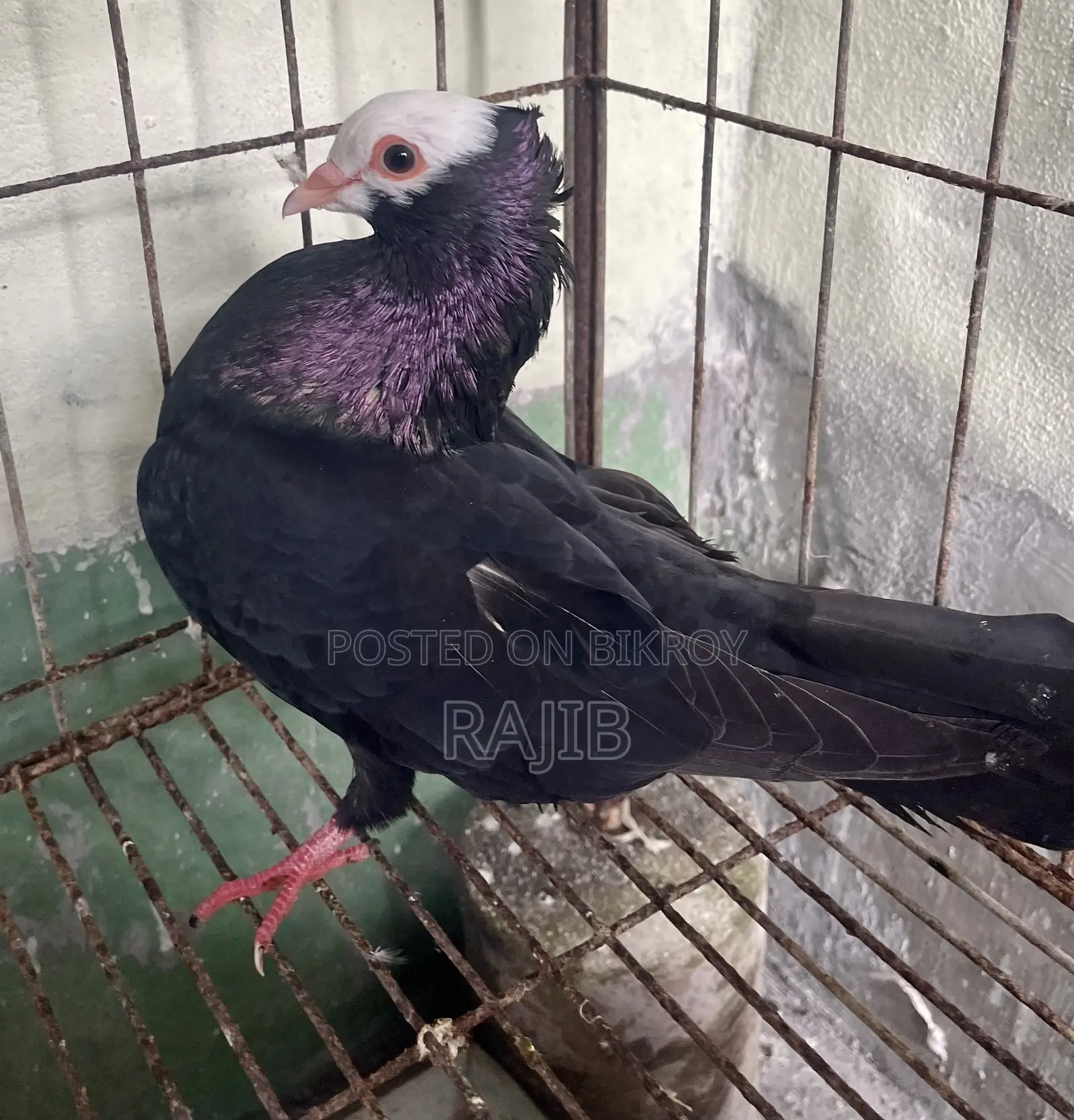 মুখ্খি কবুতর (Indian Mukhi Pigeon)