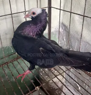 মুখ্খি কবুতর (Indian Mukhi Pigeon)