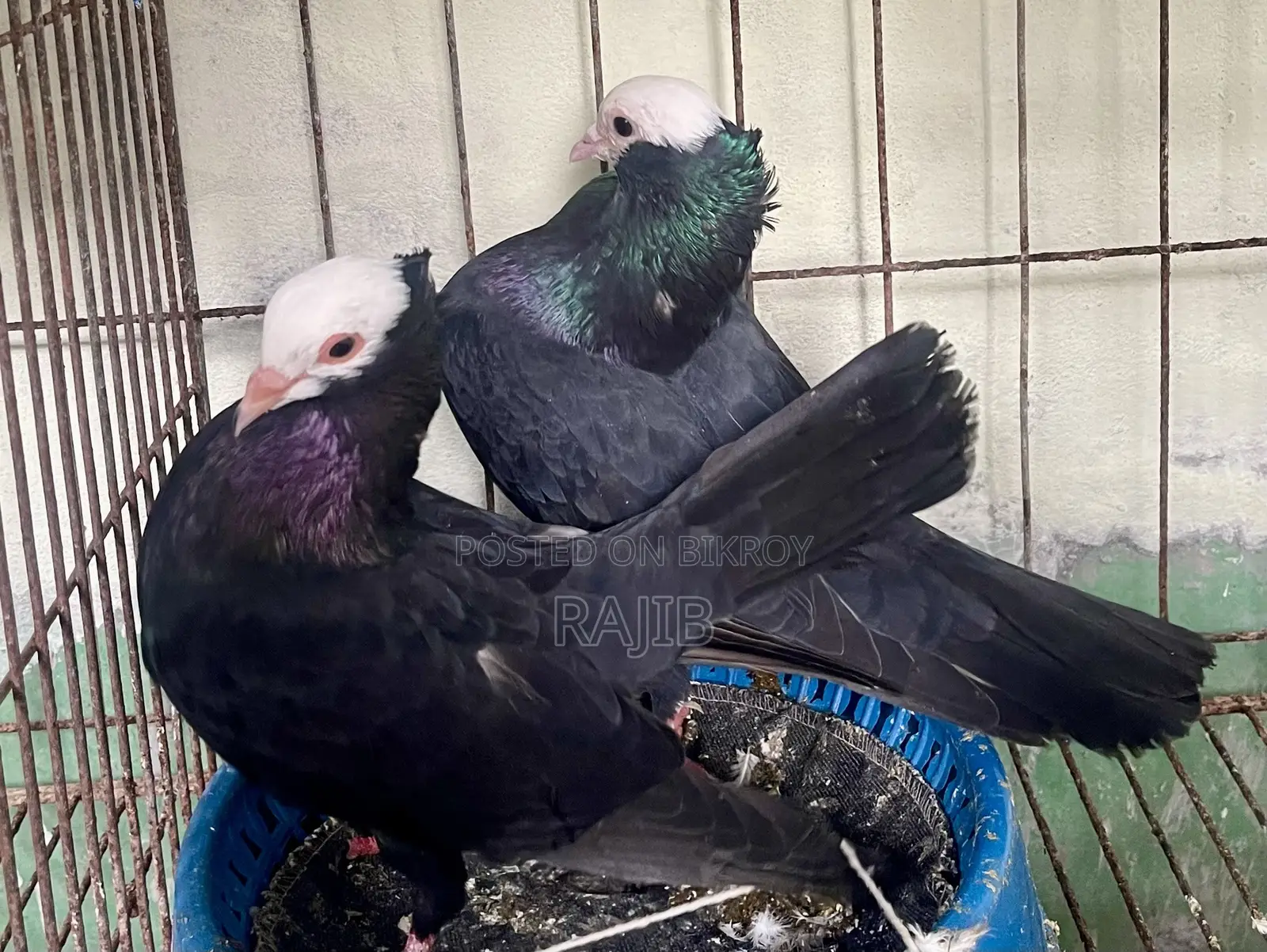 মুখ্খি কবুতর (Indian Mukhi Pigeon)