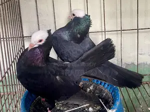 মুখ্খি কবুতর (Indian Mukhi Pigeon)