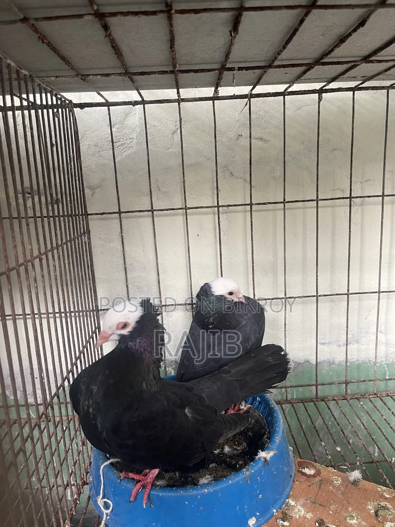 মুখ্খি কবুতর (Indian Mukhi Pigeon)