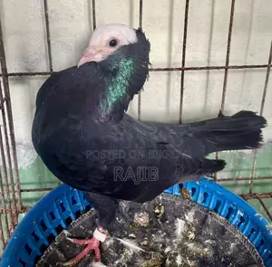 মুখ্খি কবুতর (Indian Mukhi Pigeon)