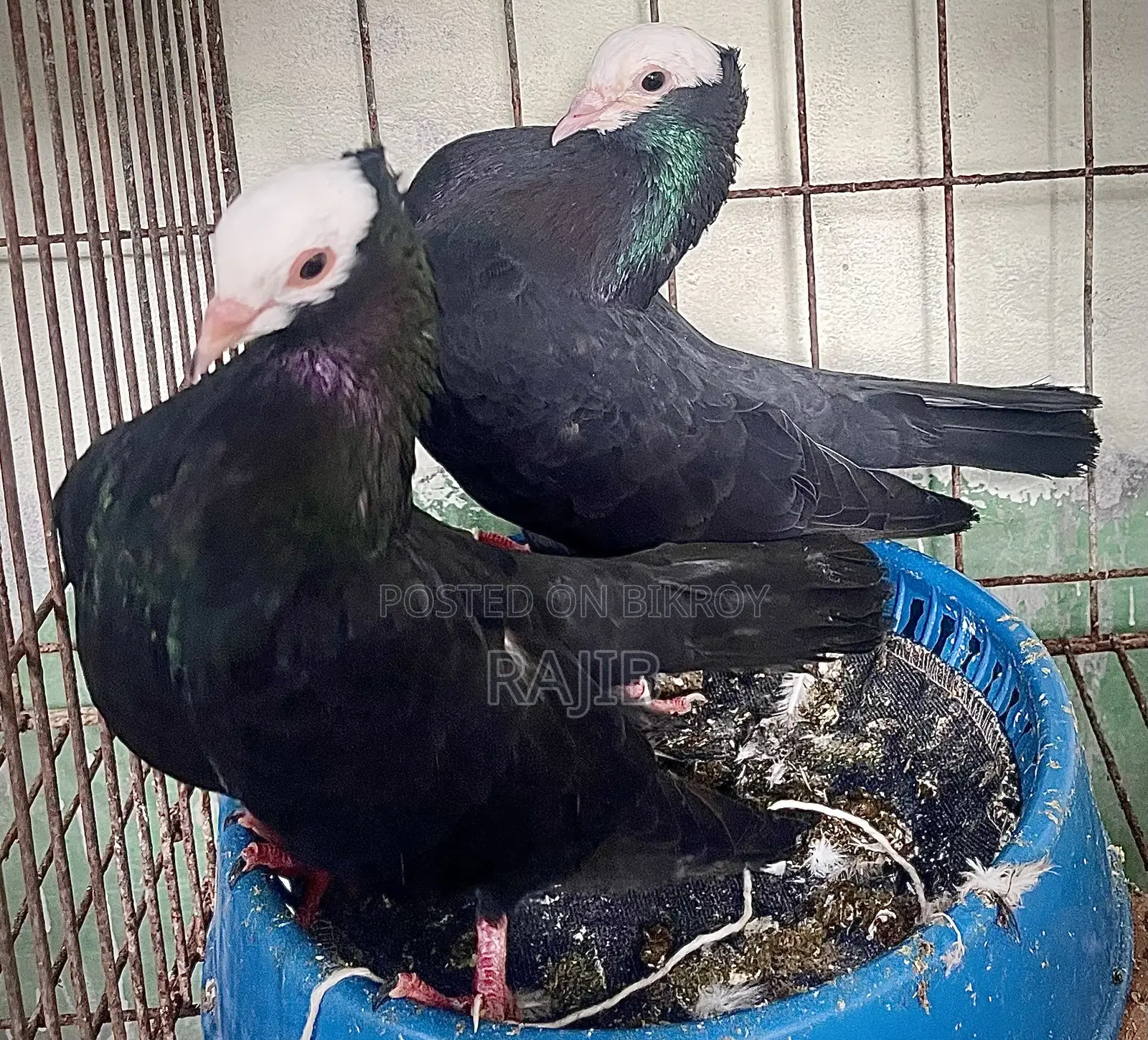 মুখ্খি কবুতর (Indian Mukhi Pigeon)