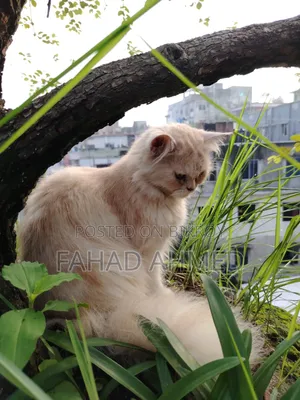 ৬-১২ মাস বয়সী ফিমেল পিওরব্রেড পার্সিয়ান